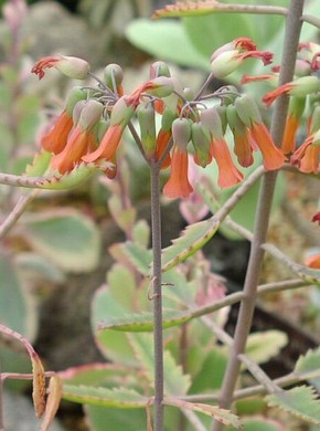 �������� ��������: �������� ��������, ��������� ��������.